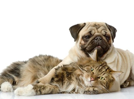 Perro y gato acostados juntos sobre un fondo blanco